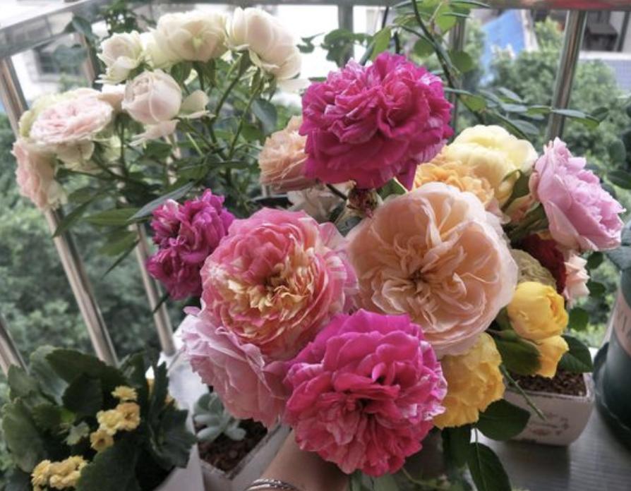 养花小妙招让它快速生根杀虫,养花万能肥料和营养液