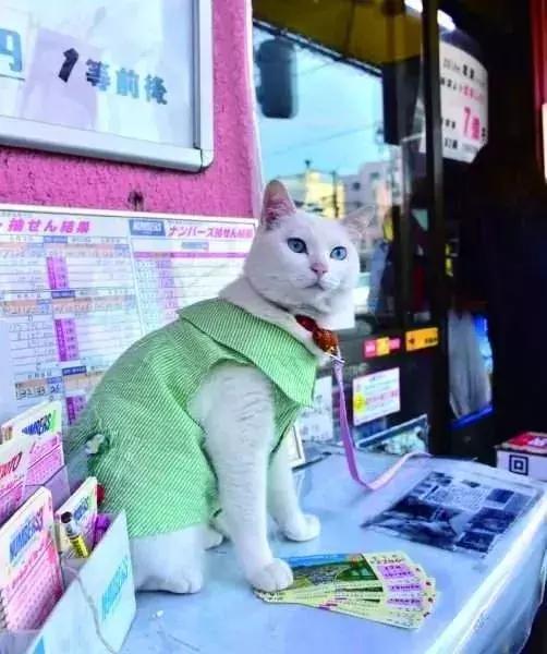 彩票店招财猫图片大全,招财猫中奖彩票