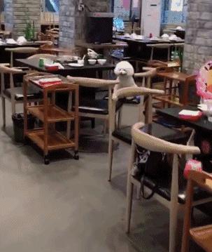 网友带狗狗回家过年,网友带狗狗去哈尔滨