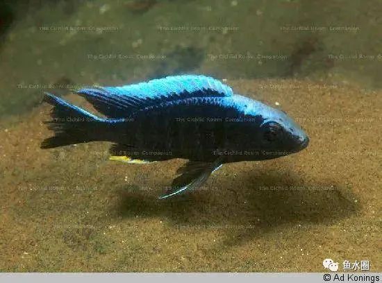 三湖慈鲷马鲷孔雀鱼多久发色,三湖慈鲷鱼之马鲷鱼