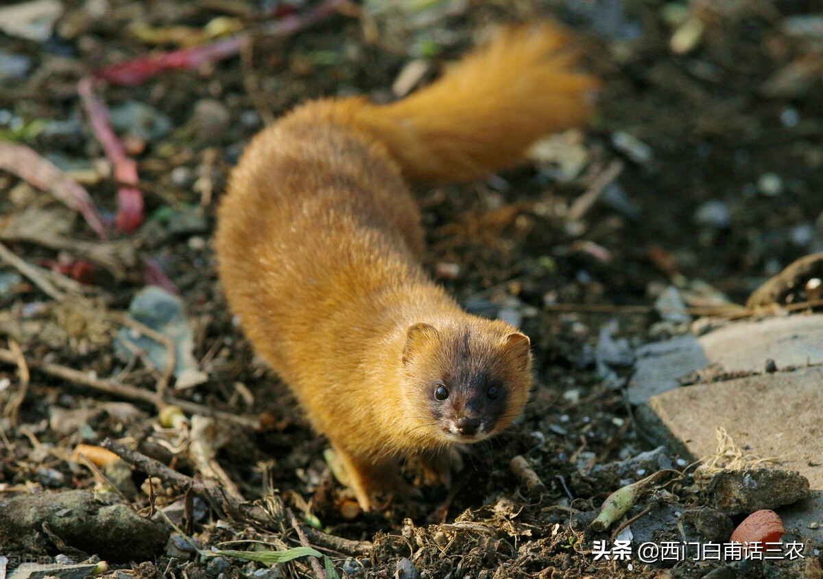 黄鼠狼给鸡拜年最后成功了吗,黄鼠狼给鸡拜年它吃鸡吗
