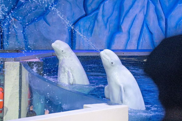 珠海长隆旅游攻略一天自由行,珠海长隆旅游攻略三天自由行