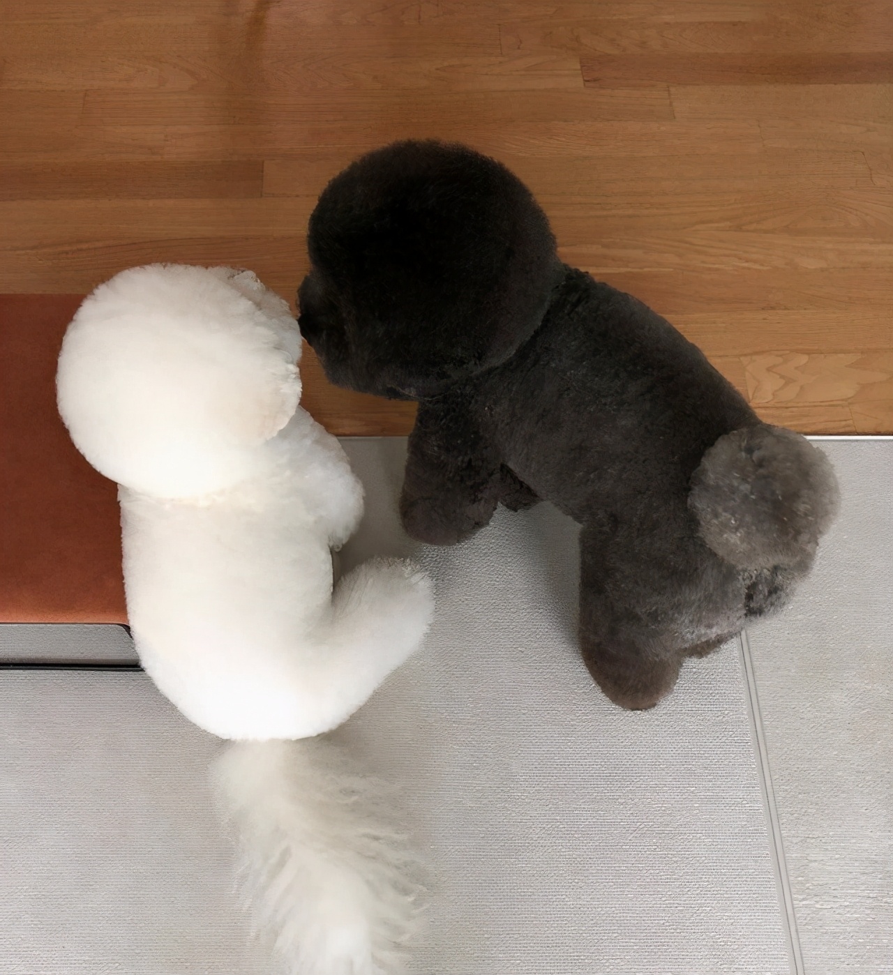 比熊犬怎么养毛发更白,比熊犬怎么养没有泪痕