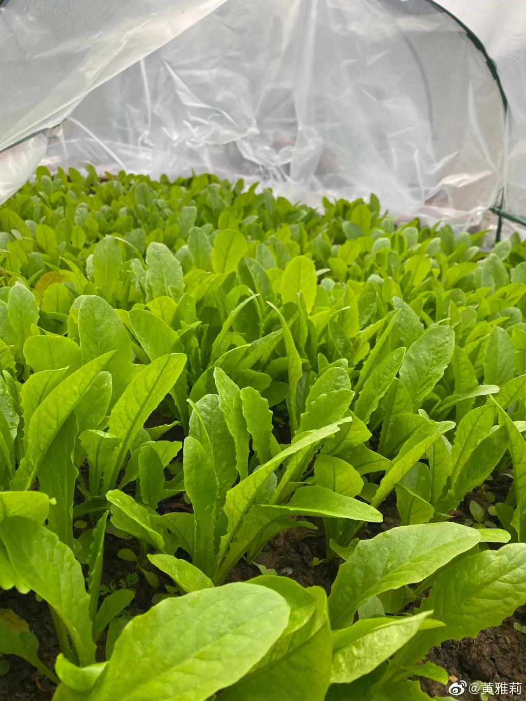 李子柒的家乡视频在哪里,李子柒真实的乡村生活