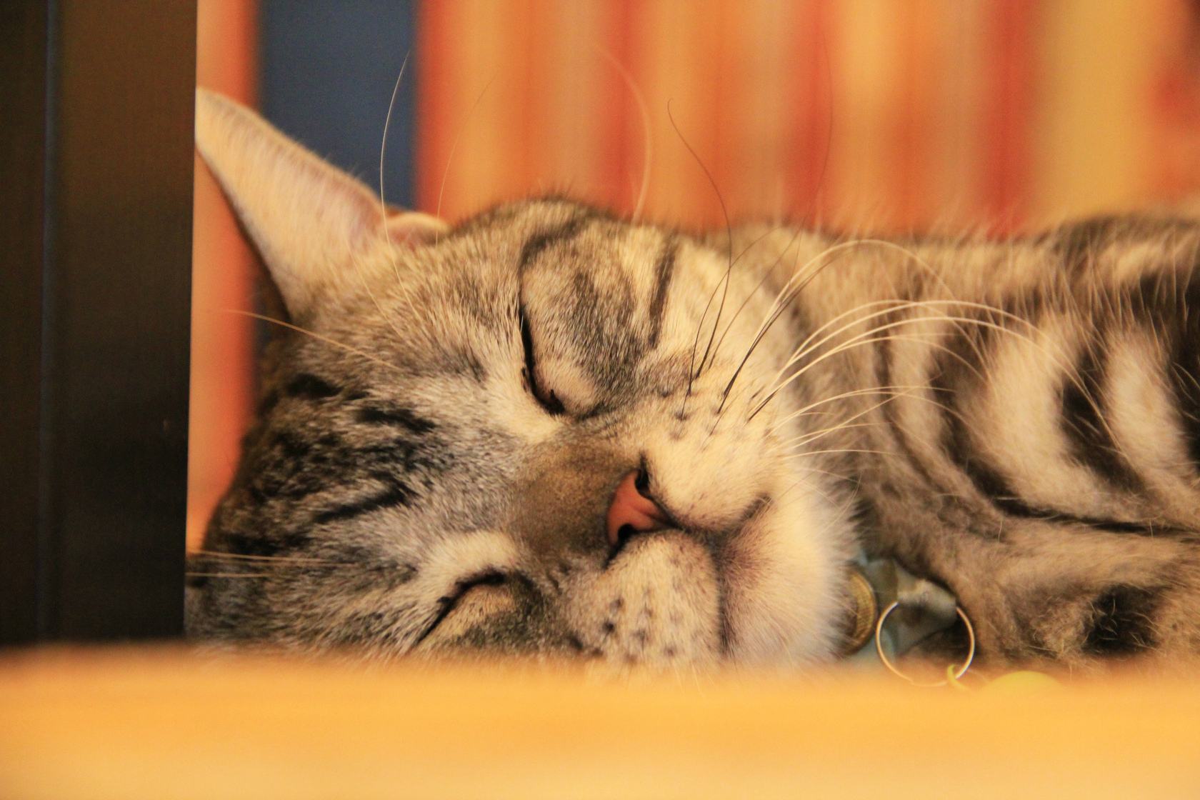 为什么不能剪猫咪的胡须,铲屎官是不是不能铲的太勤