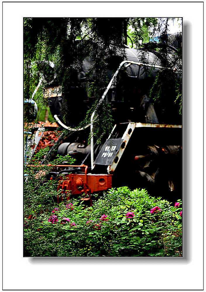 铁路两边樱花开了吗,铁路边的花叫什么花