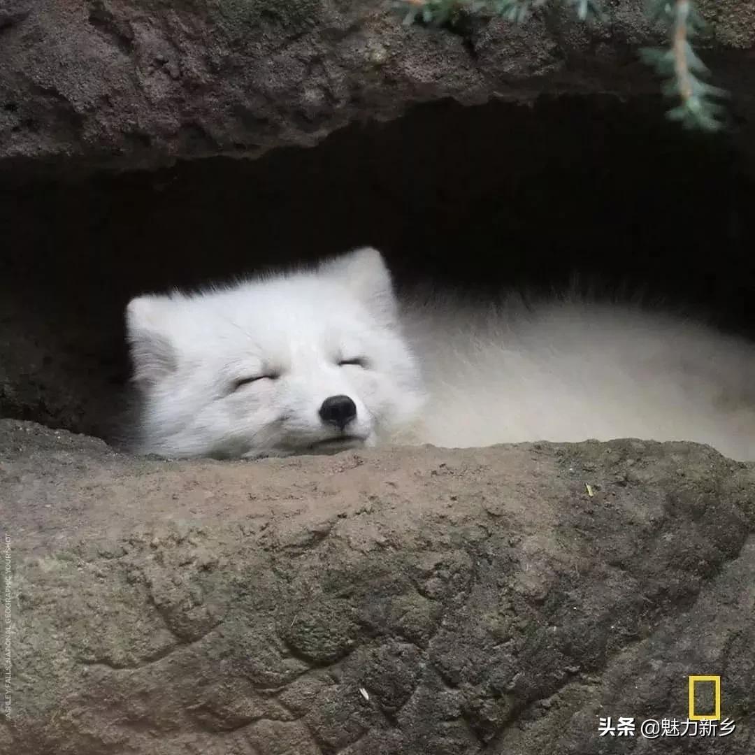 美国国家地理杂志2020摄影作品,美国国家地理杂志摄影展