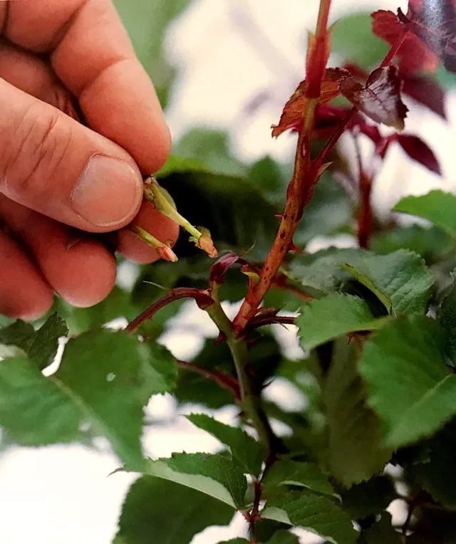 玫瑰月季怎么爆盆,玫瑰怎样爆侧芽