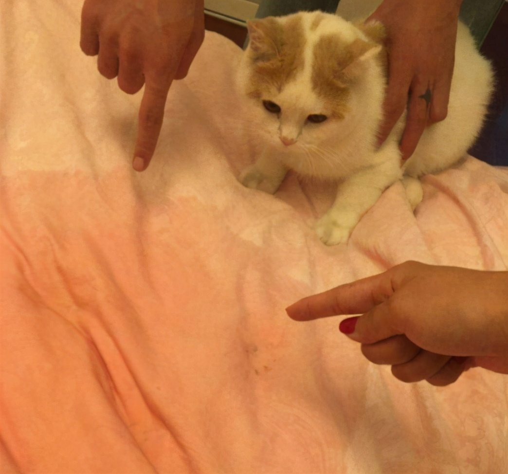 猫咪眼睛上火用什么眼药水,猫咪不爱喝水上火怎么办