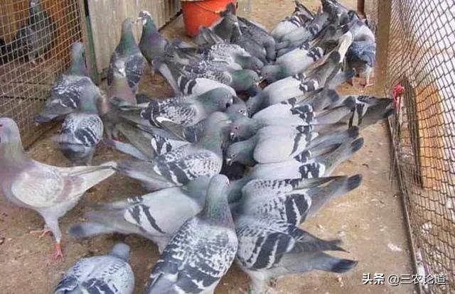 兽用疫苗生产企业名单查询,生产兽用疫苗企业有多少家