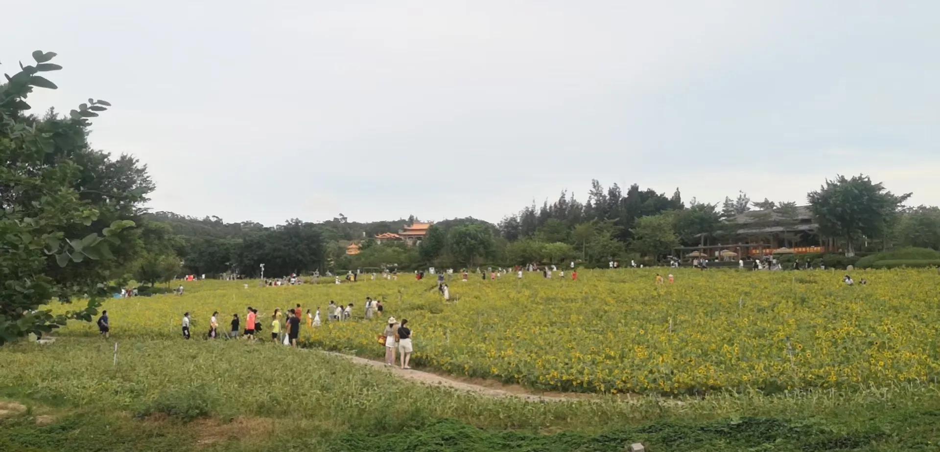 厦门香山有什么风景,厦门翔安必去8个景点香山