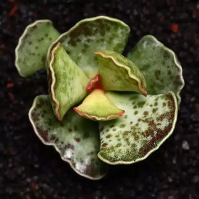 推荐轻松玩转100种常见多肉植物,700种多肉植物图鉴pdf百度云