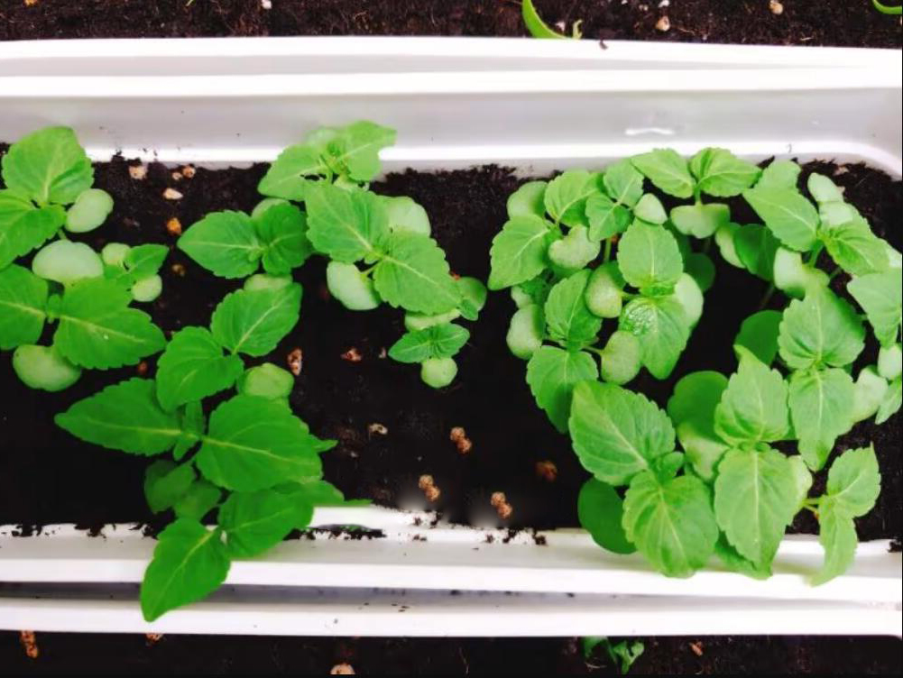 紫苏叶怎么买 (哪些地方可以买紫苏叶)