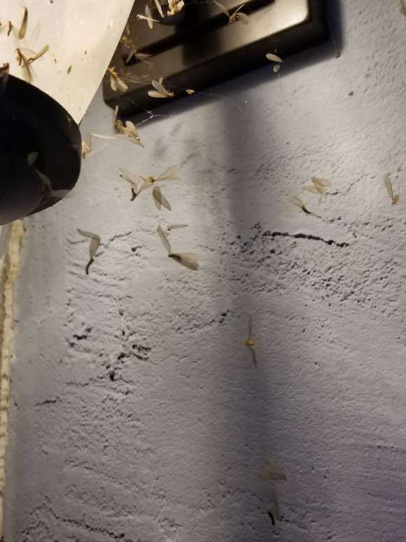 白蚁带翅膀的小飞虫怕什么,带翅膀的白蚁为什么成群爬出来