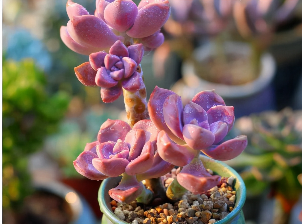 他养多肉10多年，总结出9个易出“高价老桩”的品种，适合新手