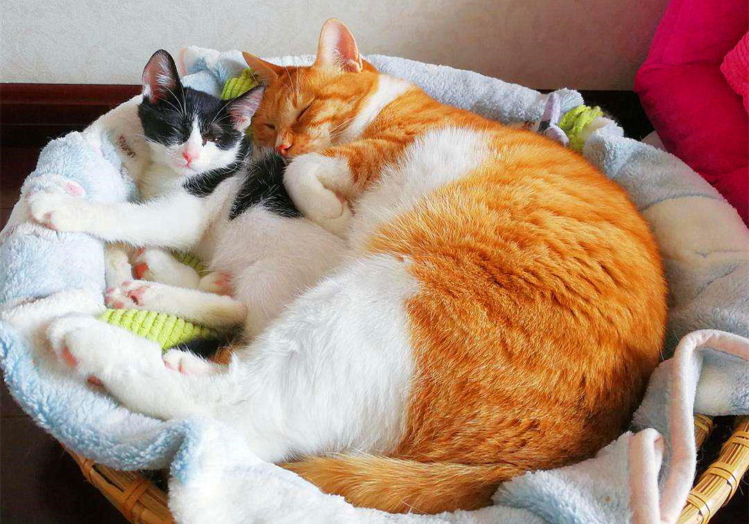 猫咪有毛怎么还怕冷,别看猫咪那么多毛猫咪是很怕冷的