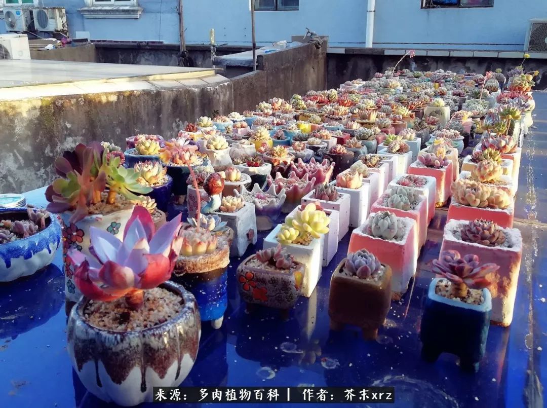 那个爱画多肉的小姑娘带着她的心头肉又来啦!