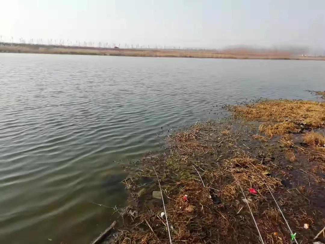 淡水矶钓什么鱼最好,福建淡水矶钓