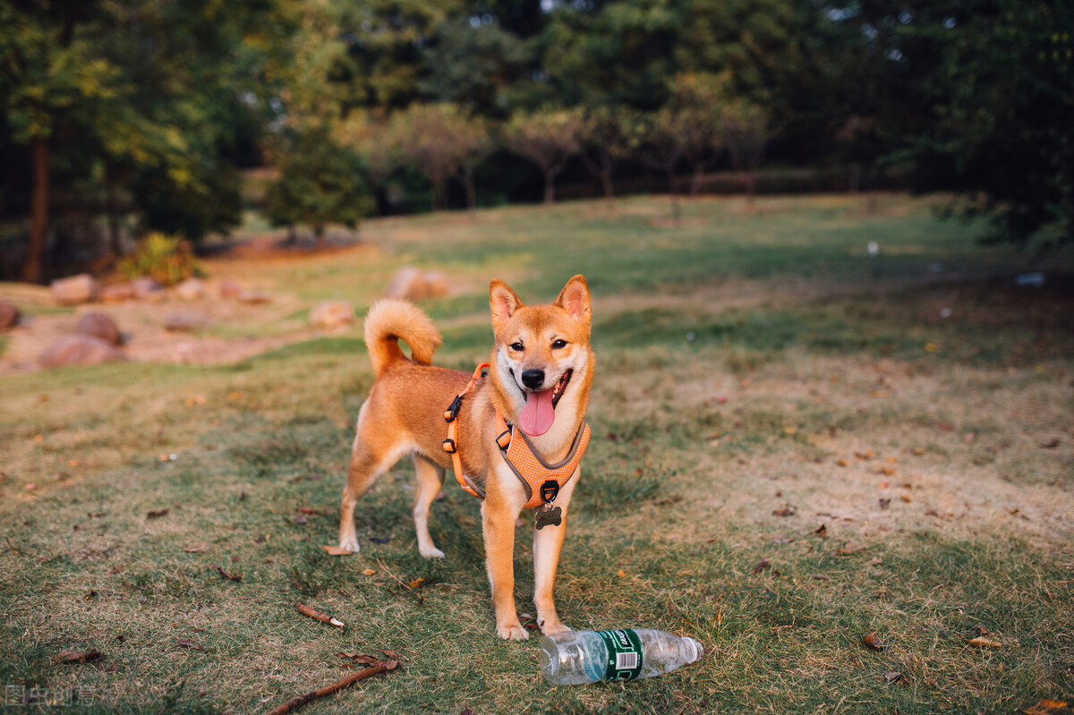 柴犬优缺点有哪些,柴犬的优缺点都有哪些