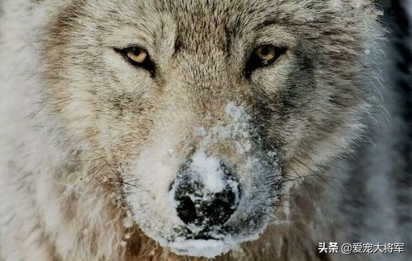 天蚕土豆斗破苍穹小说免费观看,斗破苍穹小说十大巅峰之作