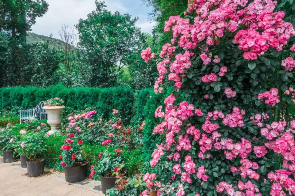 五一不能错过的花海,五一不能错过的美丽花海