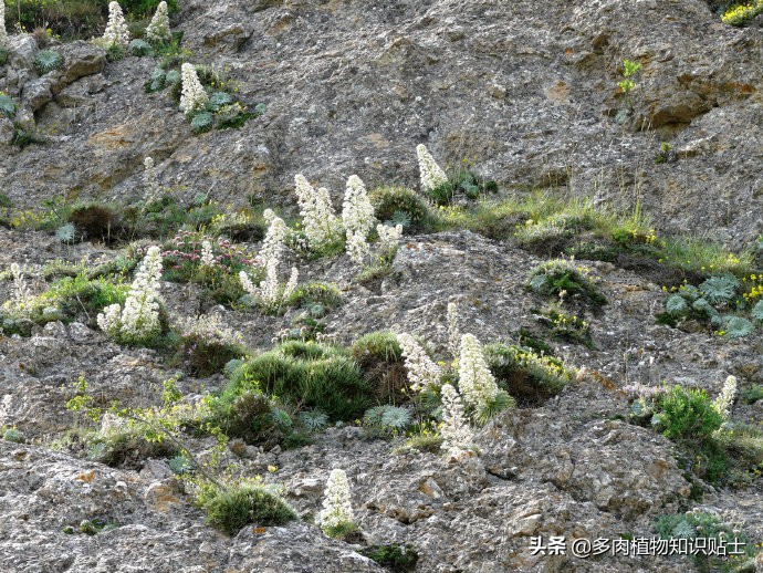虎耳草开的花,虎耳草开花海