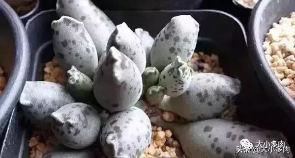 多肉品种水泡,粉色萌宠多肉