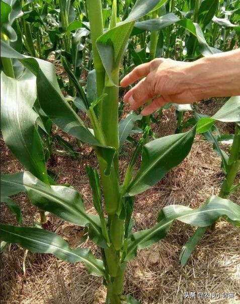 粘玉米叉子掰了好还是不掰好,玉米长叉用掰吗