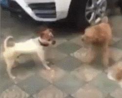 有些狗子玩着玩着就打架了,有些狗子表面上人畜无害吵起架来