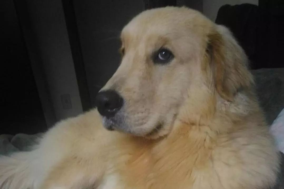 每个铲屎官必备的宠物小技巧,照顾幼犬这6大细节铲屎官别大意