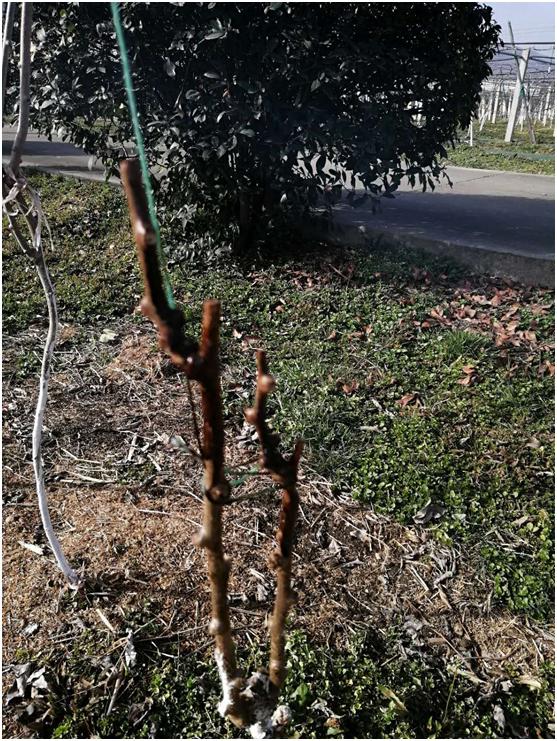 猕猴桃溃疡病什么时间防治,猕猴桃溃疡病治疗新技术