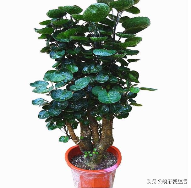 好养又寓意好的室内花,室内好养的对身体好花有几种