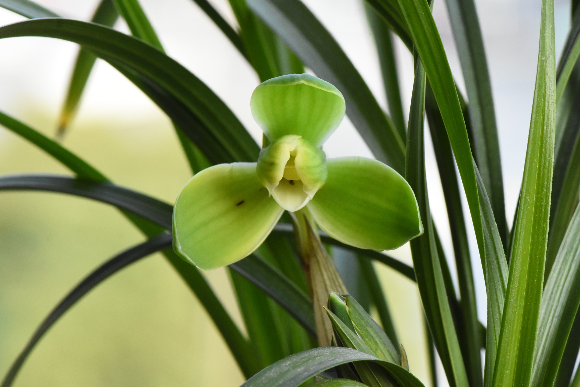 春兰宋梅怎么养才容易开花呢,春兰宋梅养护方法及注意事项