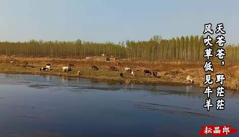 羊是如何解决爱恨情仇的？争夺配偶引发旋风相对，泗河公羊打架