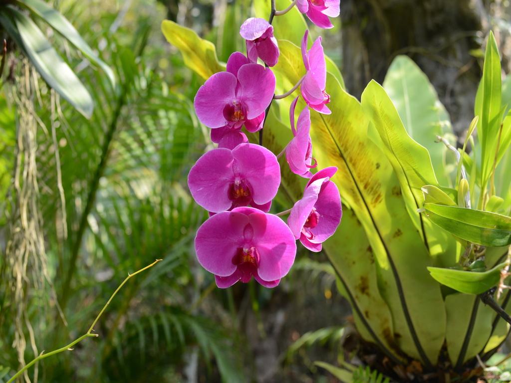 春天养墨兰,春天养君子兰要点