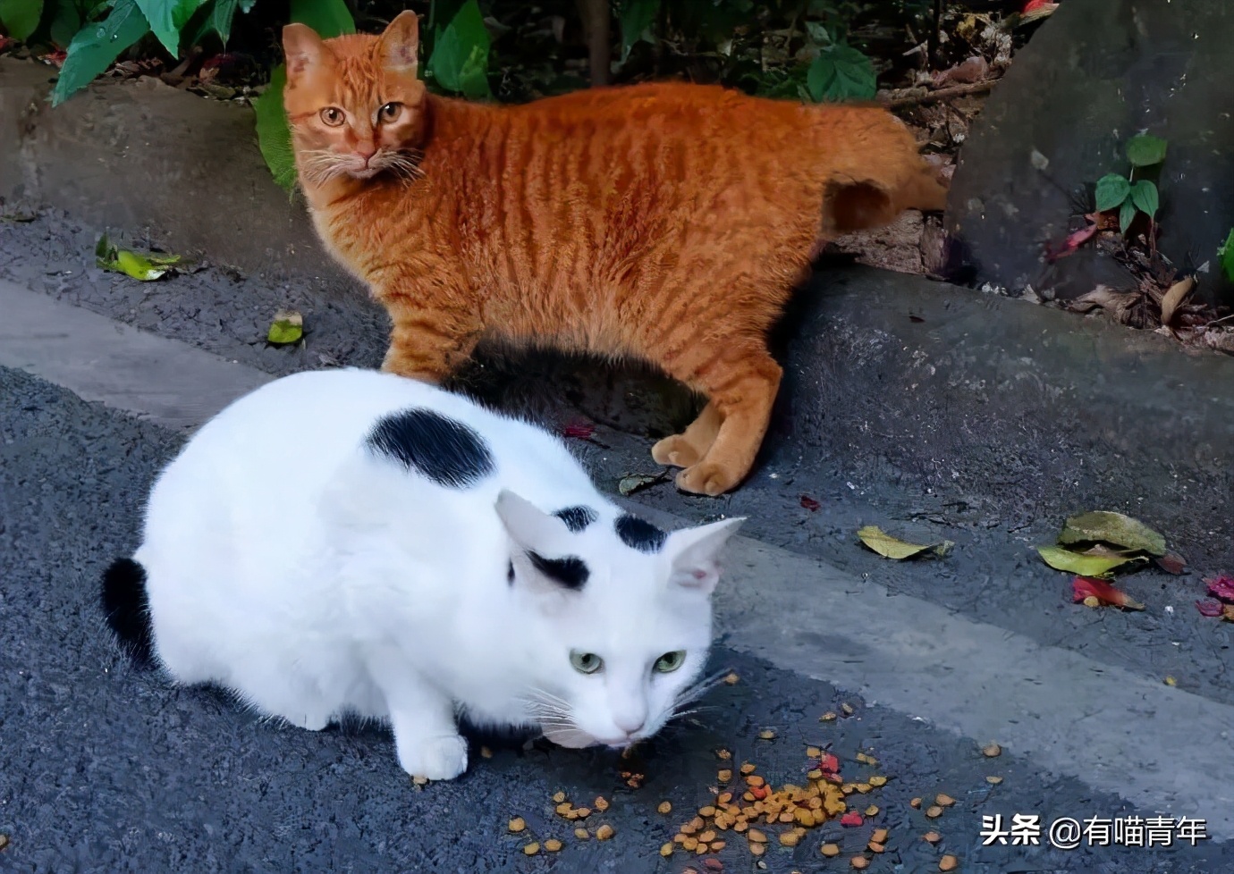 北大猫咪图鉴,中国人民大学猫咪图鉴