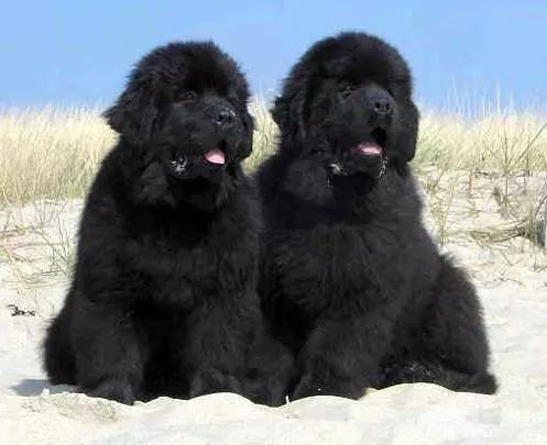 45种狗狗很难得一见你认识几种,45种最难得一见的狗