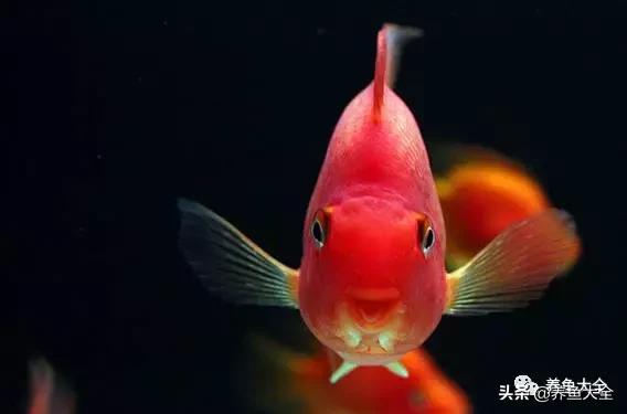 养观赏鱼放盐时为什么会死,观赏鱼外伤用黄粉行吗