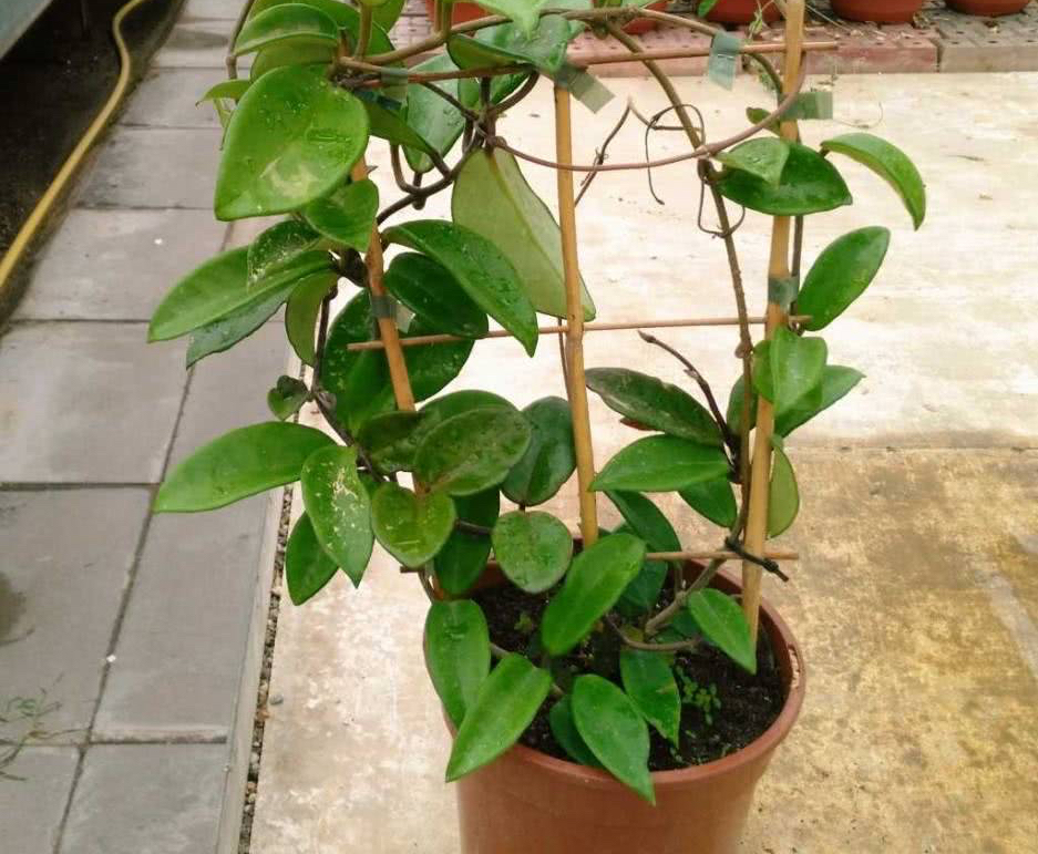 家里养兰实用技艺,如何养球兰能开花