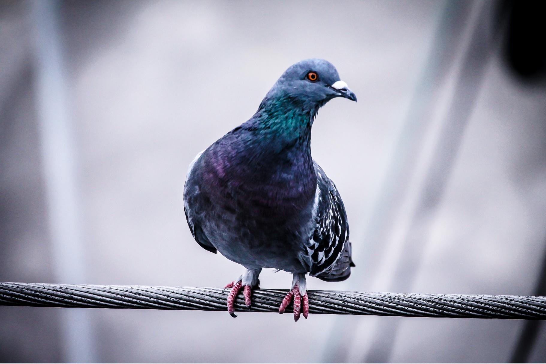 鸽子饮水里放什么药预防疾病,信鸽饮水的五个禁忌