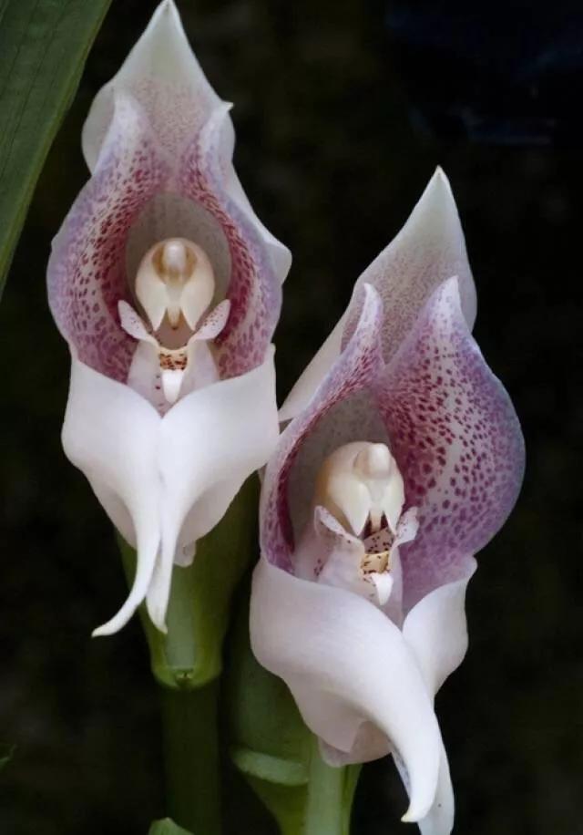 十大绝美兰花图片欣赏,南阳珍稀野生兰花图片