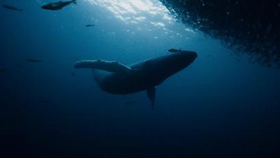 能长上流社会见识的纪录片,有什么可以增加见识眼界的纪录片