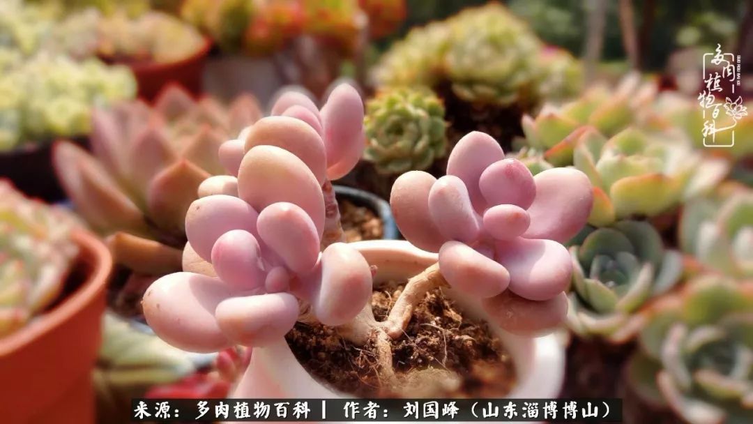 多肉植物大王叫我来巡山,大王叫我来巡山绿植