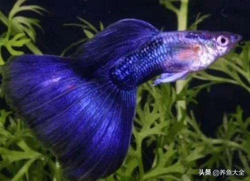 养鱼知识分享从0开始,养鱼知识干货