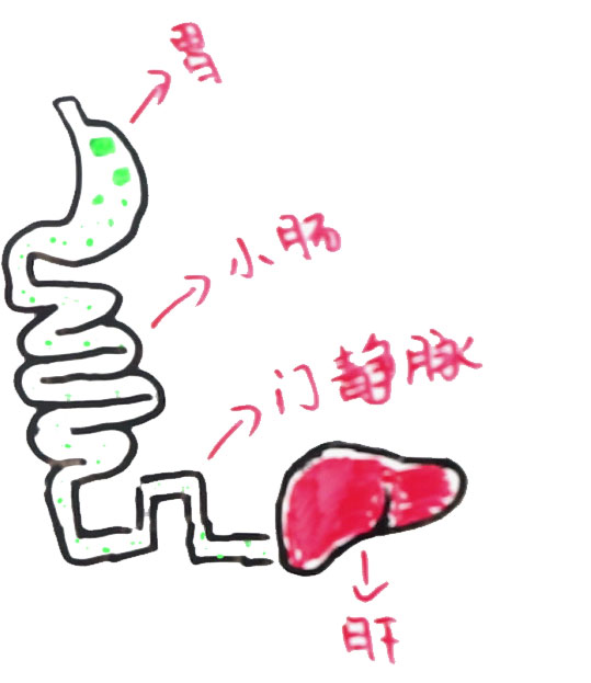 喝啥茶对肝脏排毒最快,科普肝脏是怎么排毒的