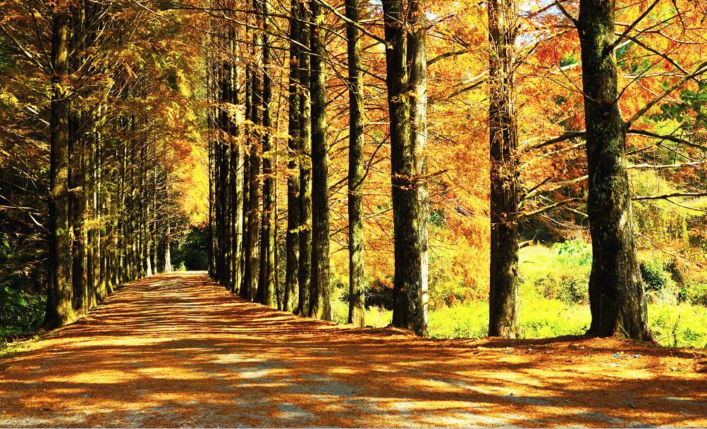 中国绿都最氧三明,中国最氧三明花海