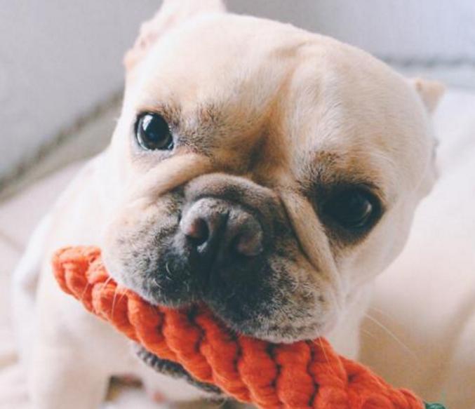 铲屎官除味自救方法,狗狗去口臭最好的方法