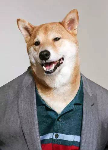 西装犬模丨美国纽约一条月入九万的狗