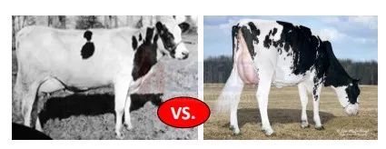 多多牧场高产奶牛的寿命,奶牛生产前有哪些症状