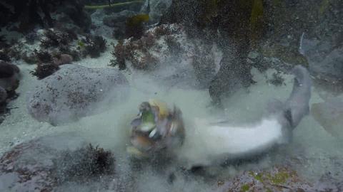 人鱼情未了在线阅读,人鱼情未了电视剧免费观看